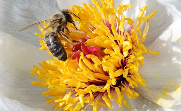 Цветок пиона с пчелой